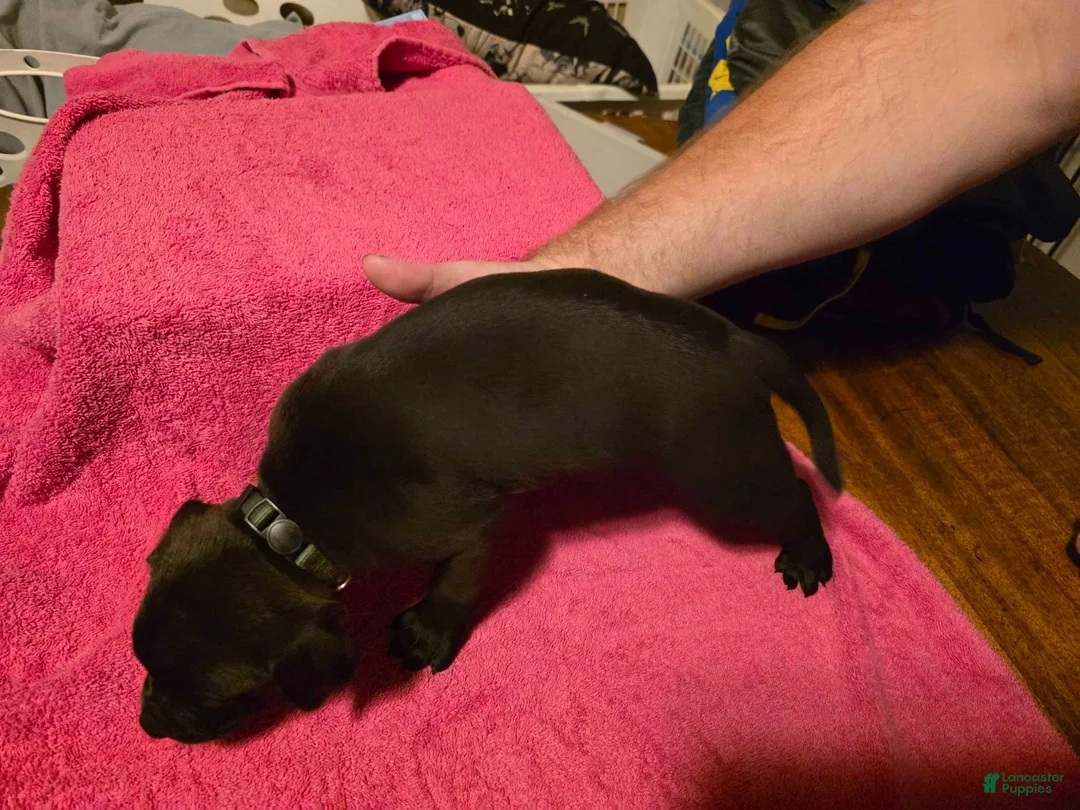 Mixed Breed dogs for sale: Hades - Ad 2