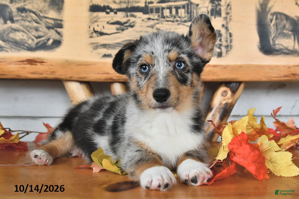 Welsh Corgi Pembroke dogs Buddy - Ad 1