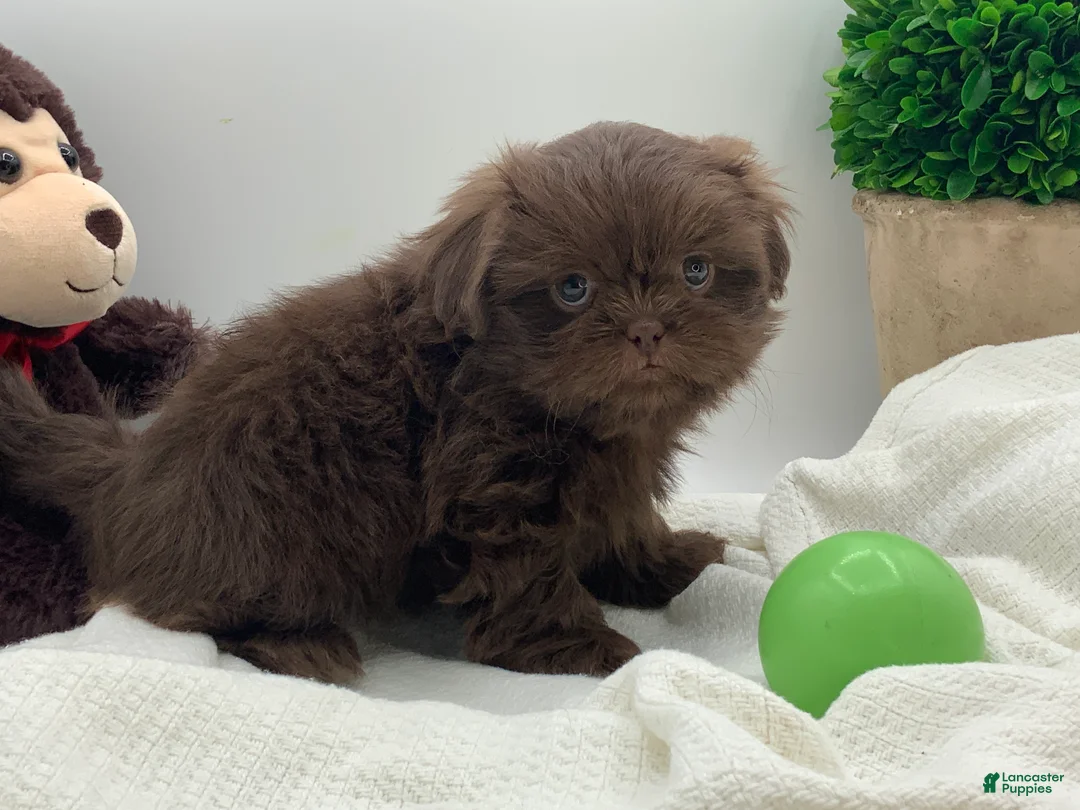 Shih Tzu dogs for sale: Kingston - Ad 1