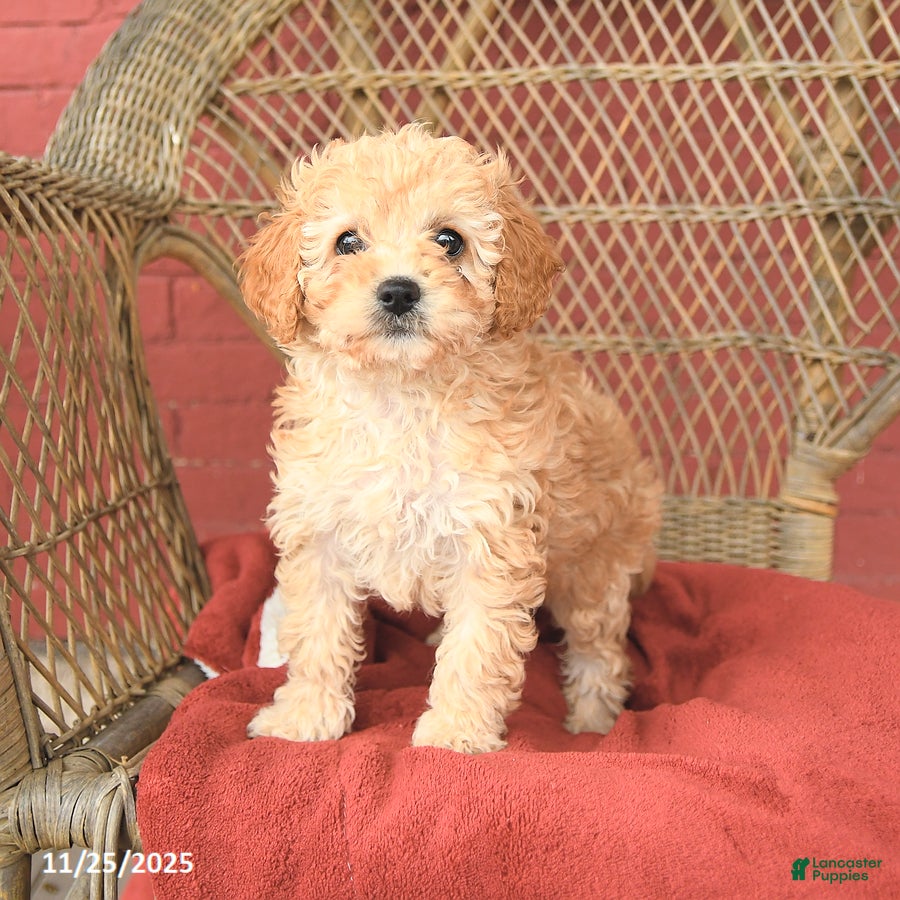 Cavapoo dogs Tiffany - Ad 41