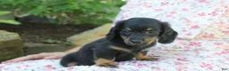 Dachshund dogs for sale: PIXIE - Ad 2