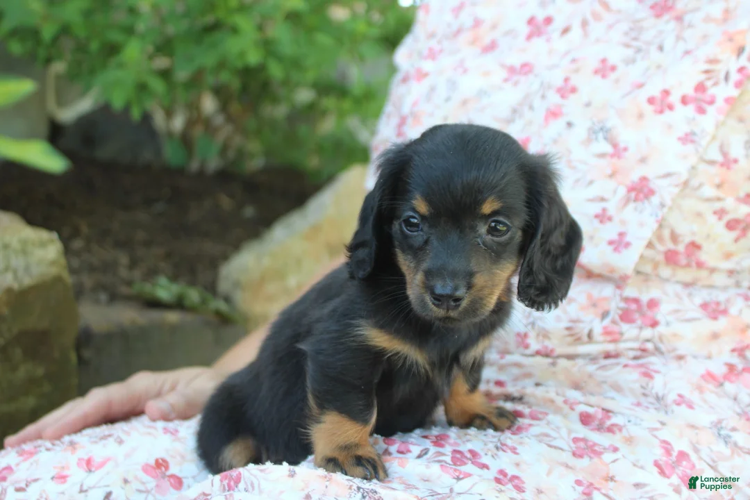 Dachshund dogs for sale: PIXIE - Ad 2
