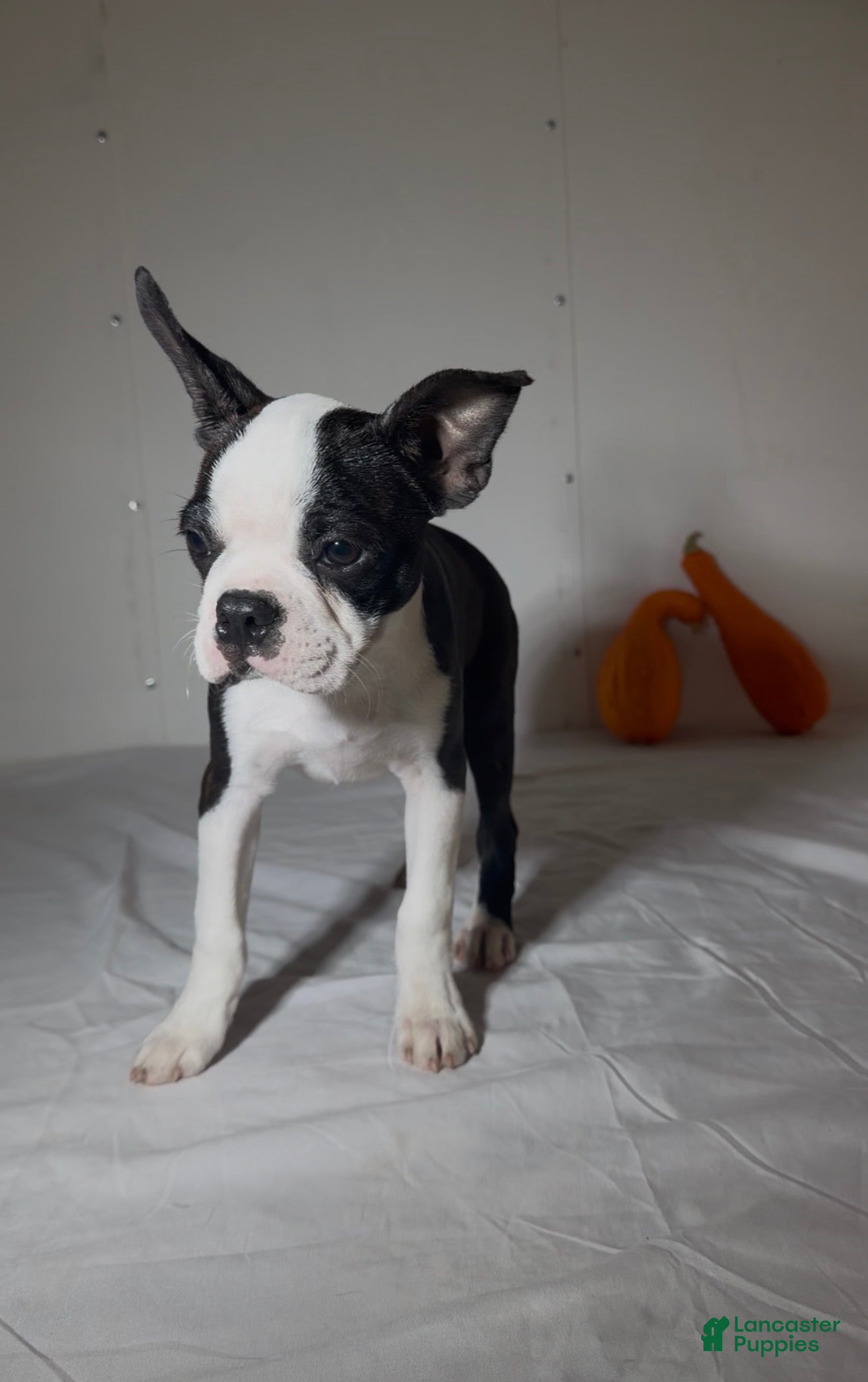 Denni (Boston Terrier, Male) in KY