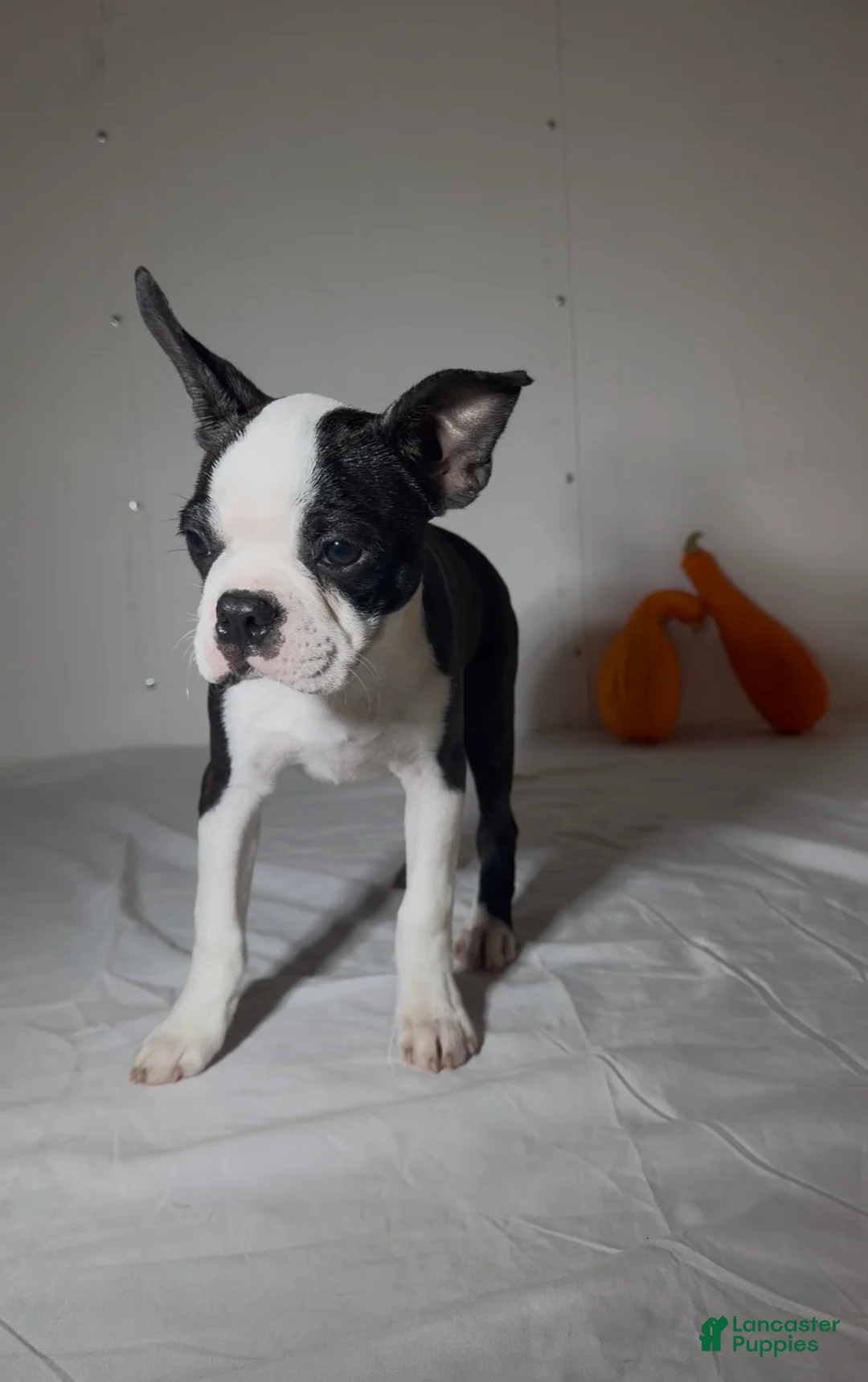 Boston Terrier dogs for sale: Denni - Ad 1