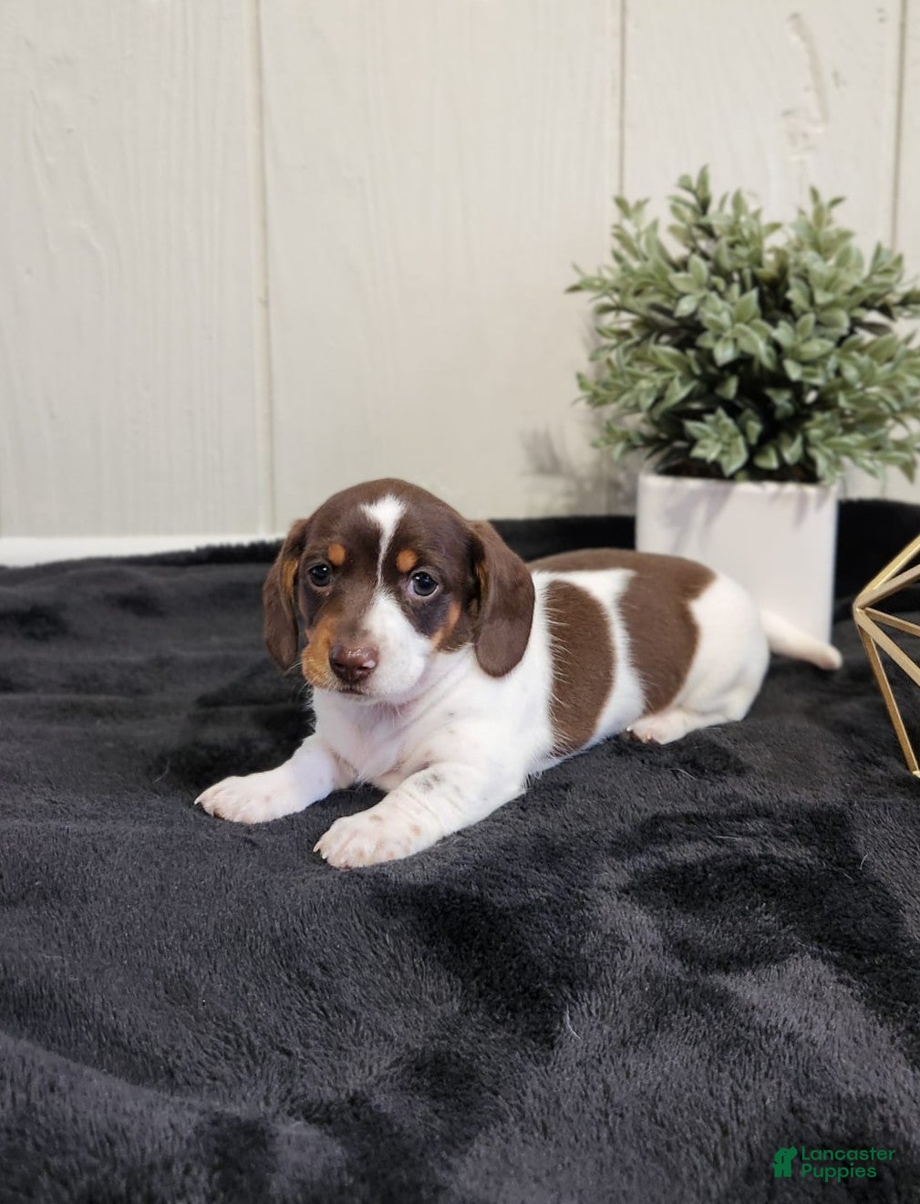 Dachshund dogs Aspen - Miniature Dachshund  - Ad 2