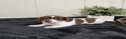 Dachshund dogs for sale: Aspen - Ad 2