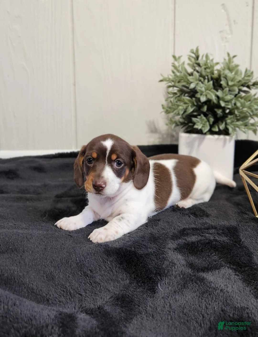 Dachshund dogs for sale: Aspen - Ad 2