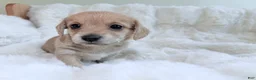 Mixed Breed dogs for sale: Miranda - Ad 5