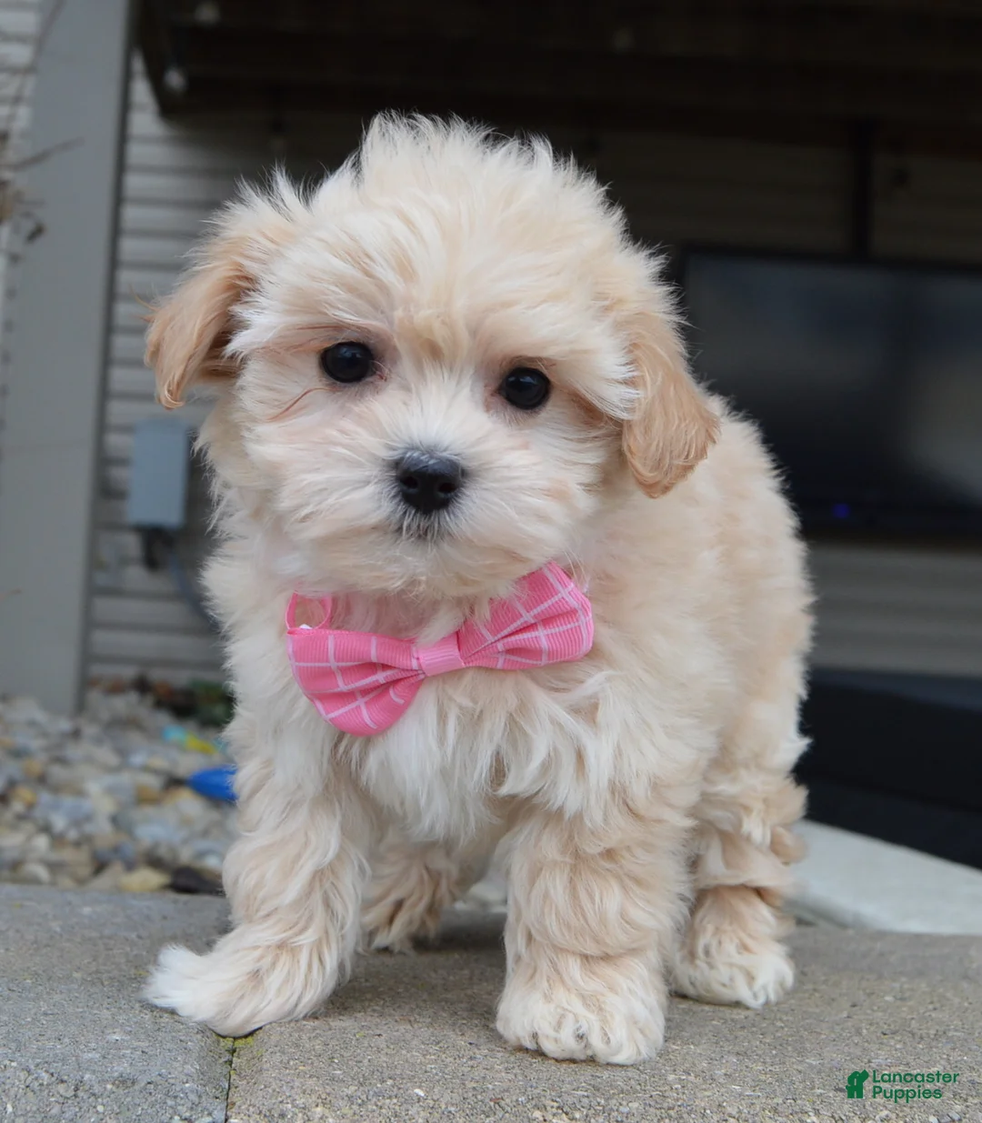 Maltipoo dogs for sale: Maggie - Ad 4