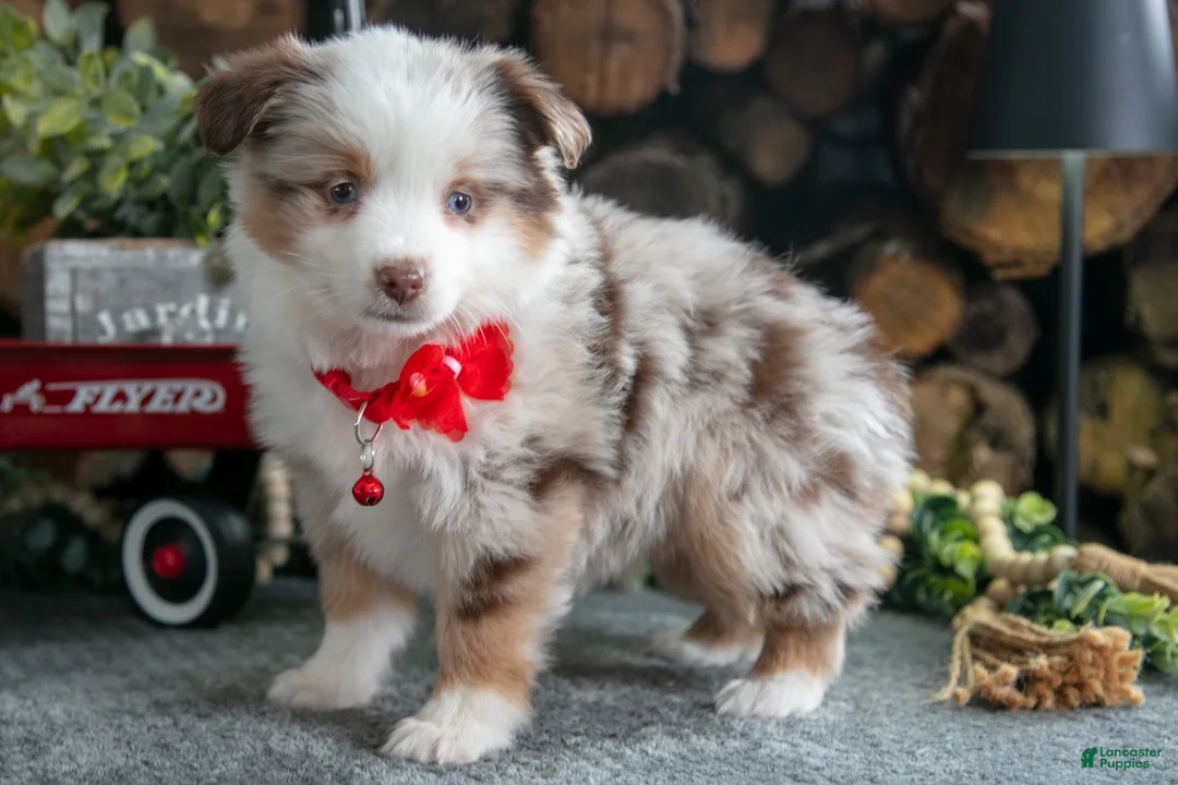 Miniature Australian Shepherd dogs for sale: Betsy - Ad 1