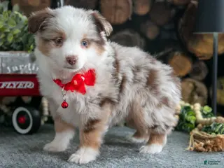 Miniature Australian Shepherd dogs Betsy - Ad 34
