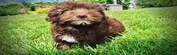 Havapoo dogs for sale: Ewok - Ad 8
