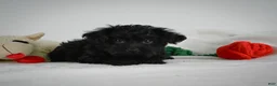 Yorkiepoo dogs for sale: Ace - Ad 7