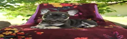French Bulldog dogs for sale: Fiona - Ad 2