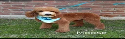 Cavapoo dogs for sale: Barley - Ad 11