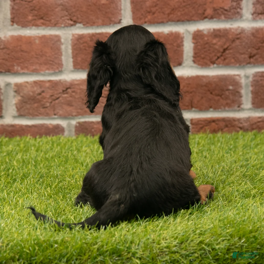 Miniature Dachshund dogs for sale: Harry - Ad 8