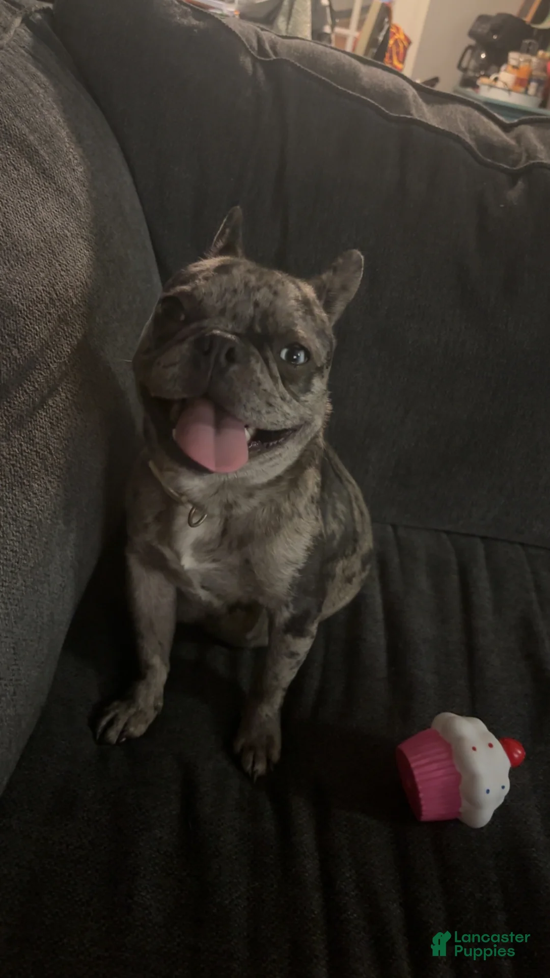 Mixed Breed dogs for sale: Mixed Breed Puppy 2 - Ad 2