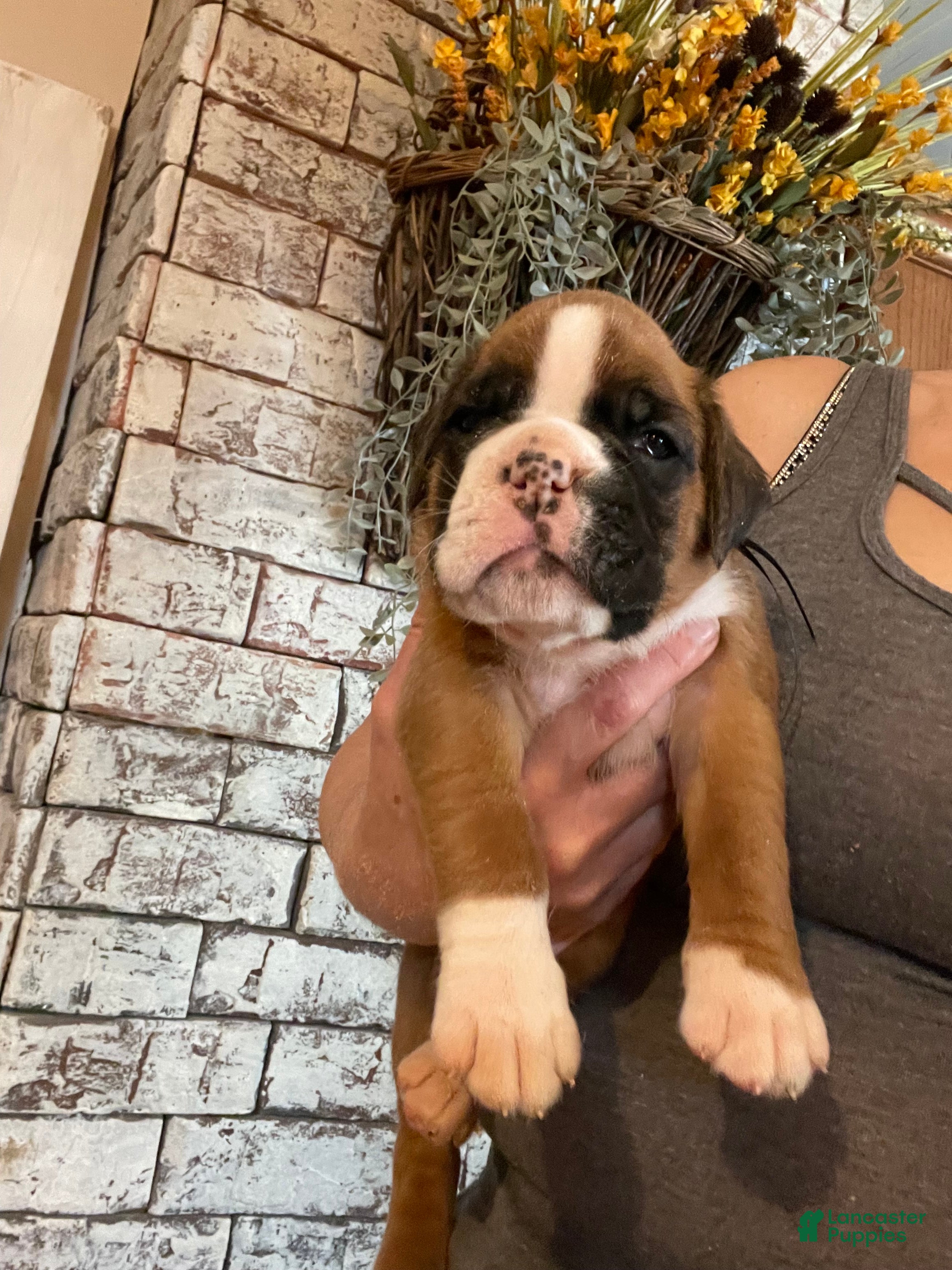 Boxer dogs Boxer 1 - Ad 2
