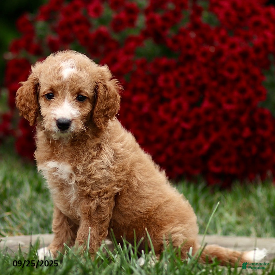 Mini Goldendoodle Puppies for sale under $500 Lancaster Puppies