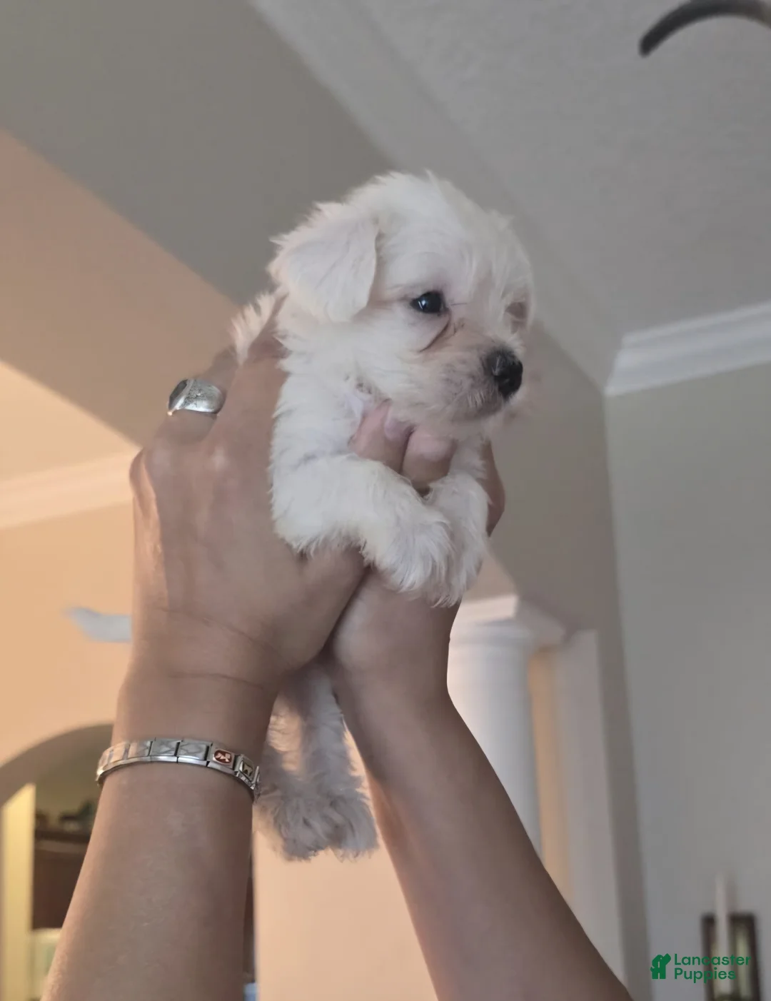 Miniature Schnauzer dogs for sale: Romina - Ad 2