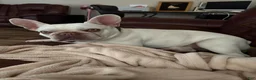 French Bulldog dogs for sale: lily - Ad 5