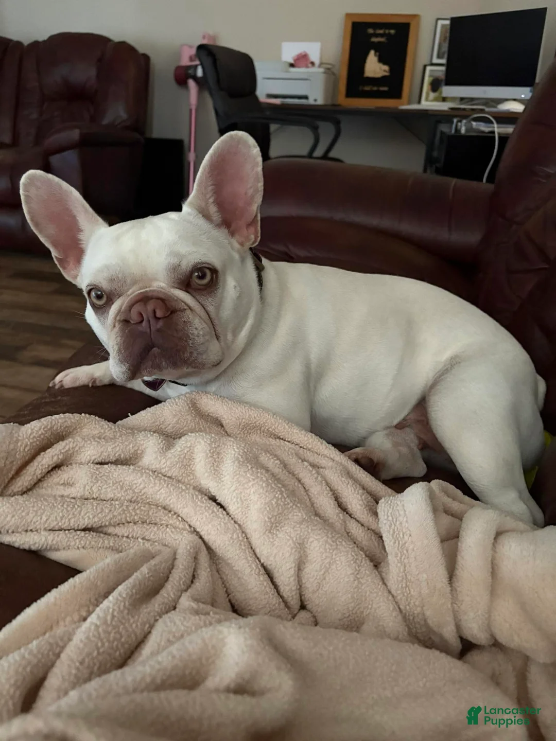 French Bulldog dogs for sale: lily - Ad 5