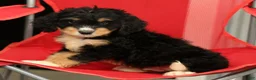 Mini Bernedoodle dogs for sale: Freddie - Ad 7