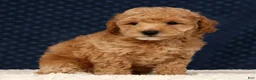 Bichpoo dogs for sale: Gander - Ad 7