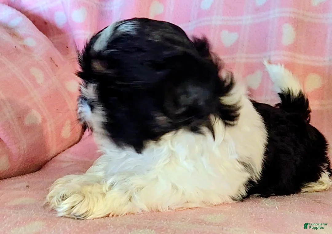 Shih Tzu dogs for sale: Sam - Ad 2