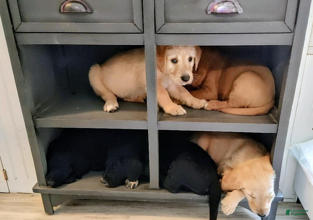 Labradoodle dogs Labradoodle Puppy 2 - Ad 11