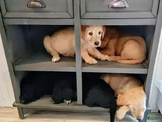 Labradoodle dogs Labradoodle Puppy 2 - Ad 6