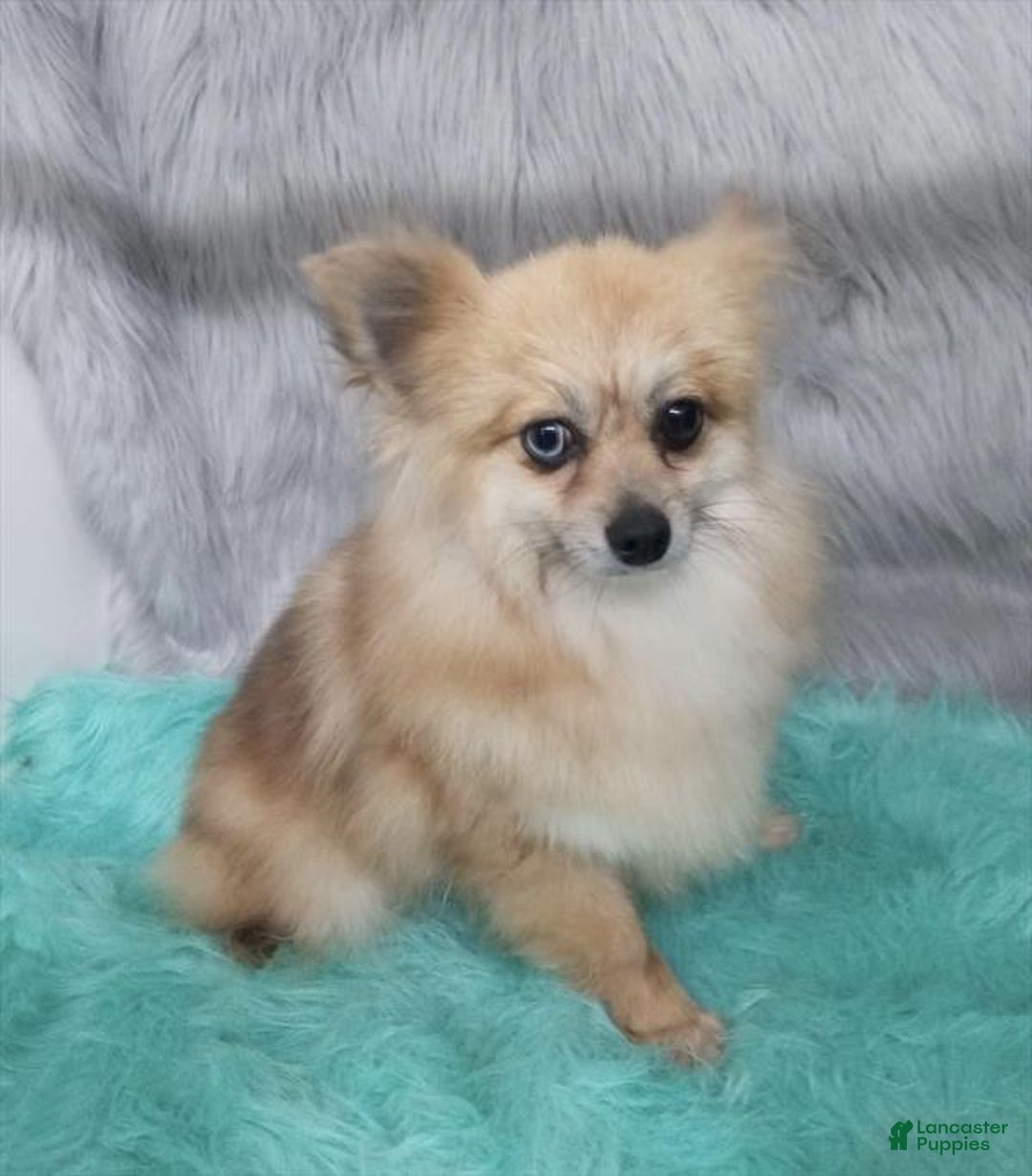 Pomeranian dogs for sale: Pomeranian Puppy 1 - Ad 7