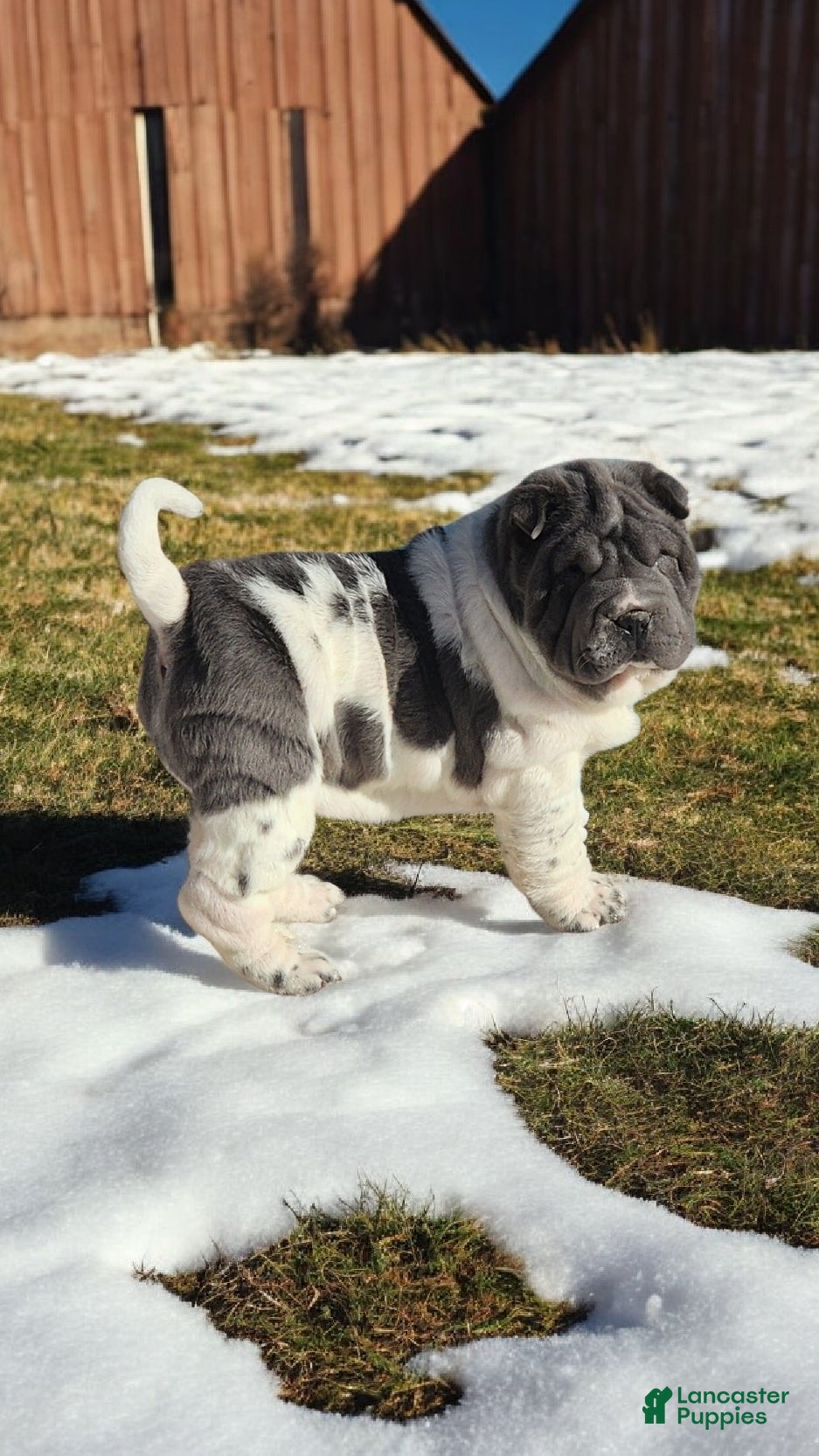 Shar Pei dogs Bluella blue flower mini - Ad 4