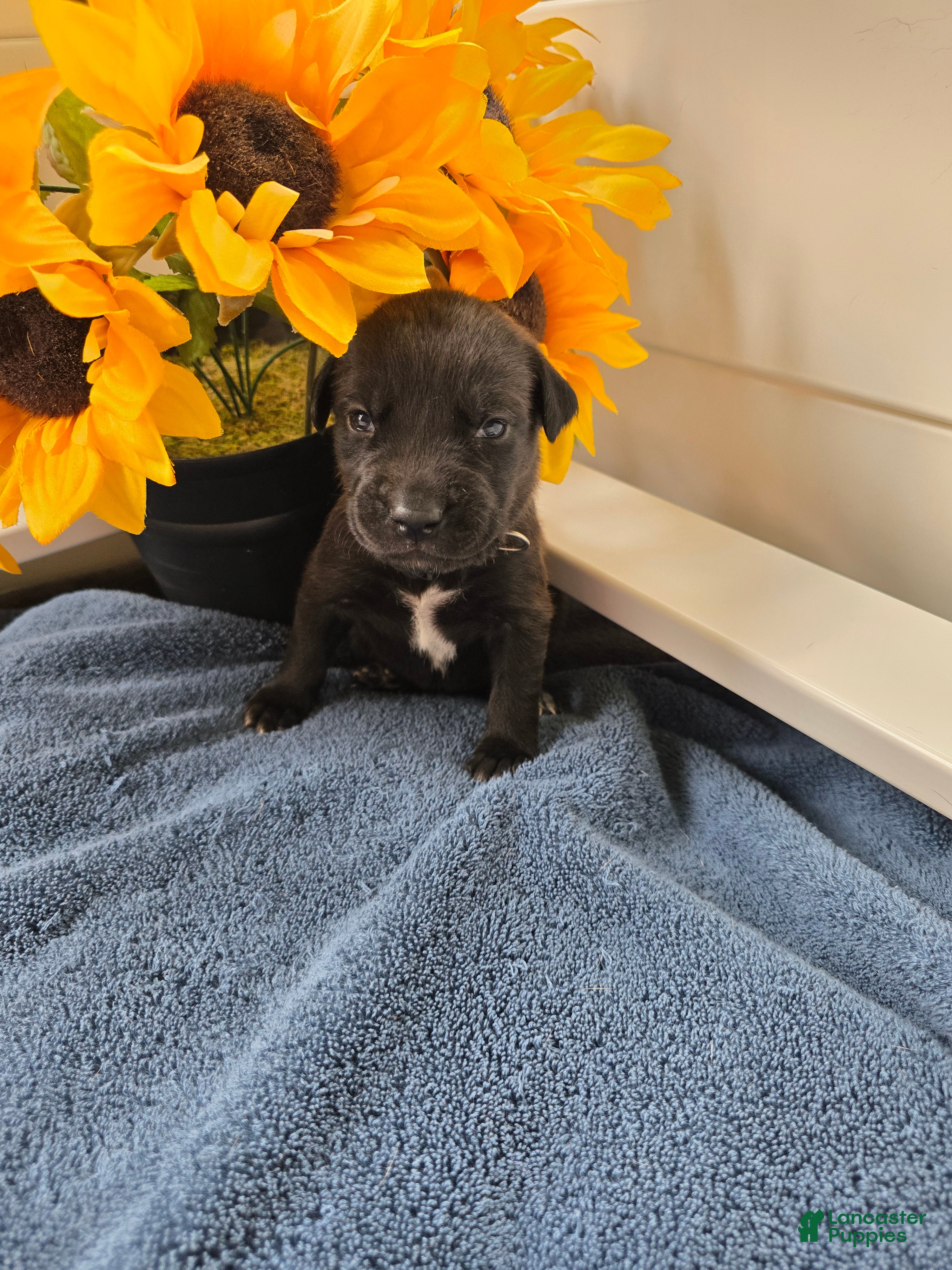 Mixed Breed dogs Zuri (black collar) - Ad 2