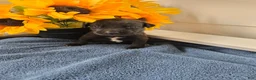 Mixed Breed dogs for sale: Zuri (black collar) - Ad 2