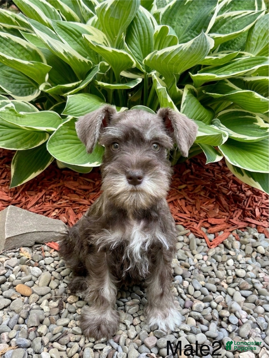 Miniature Schnauzer dogs Ray - Ad 39