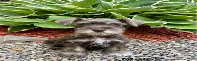 Ray