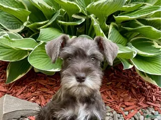 Miniature Schnauzer dogs Ray - Ad 5