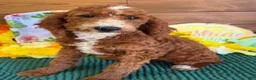 Labradoodle dogs for sale: Casanova - Ad 3