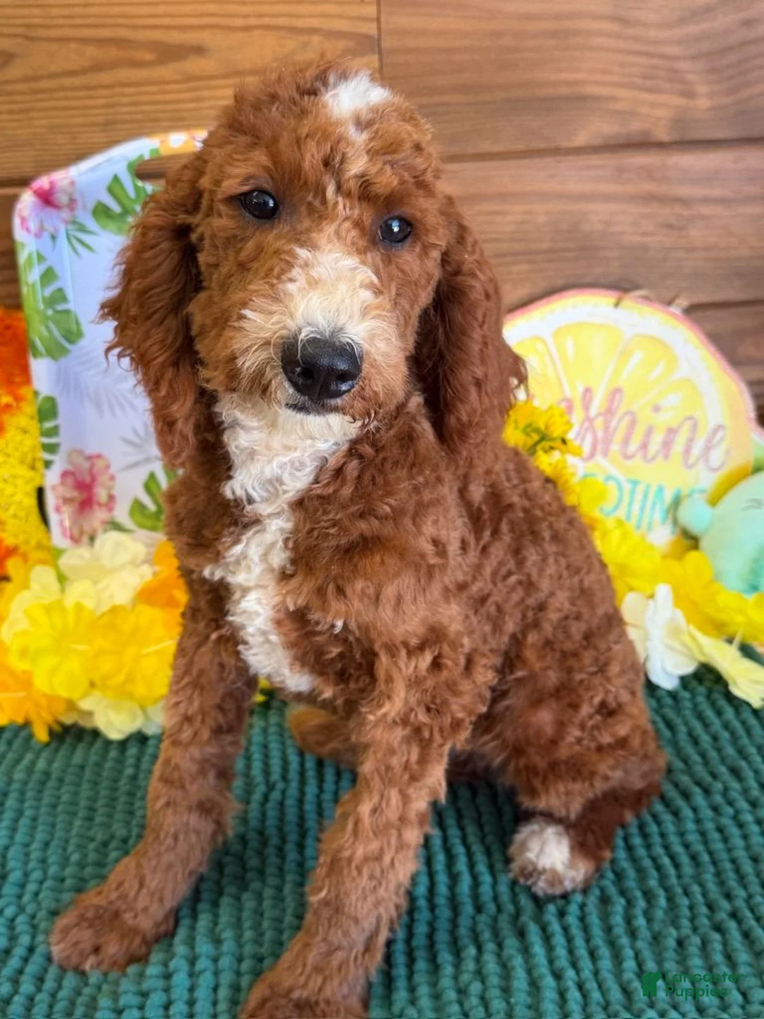 Labradoodle dogs for sale: Casanova - Ad 3