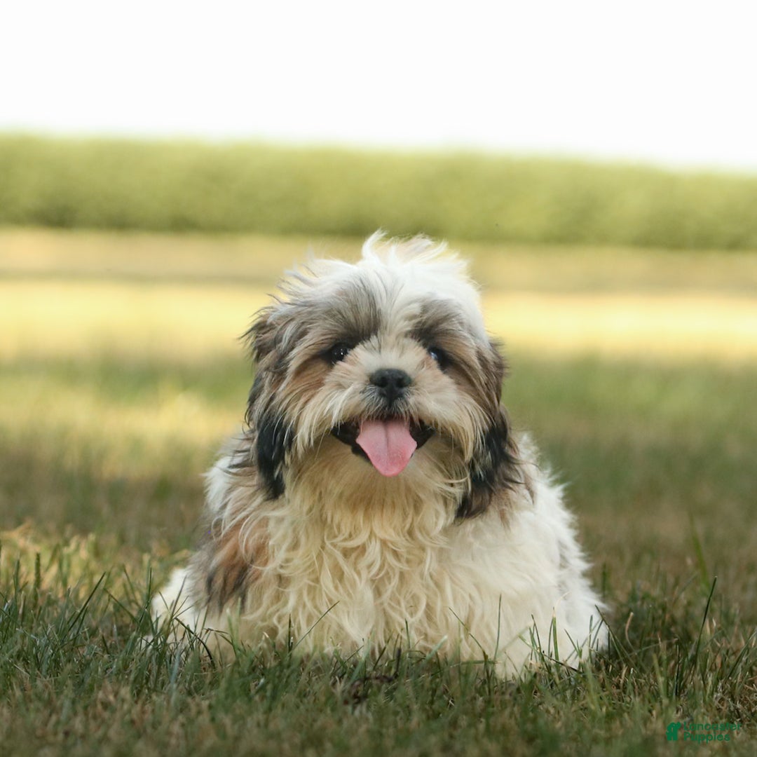 Shih Tzu dogs for sale: Cash - Ad 3