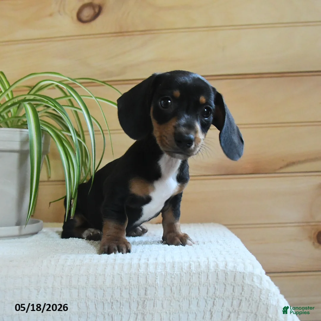 Miniature Dachshund dogs for sale: Sheila - Ad 3