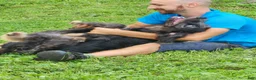 Labradoodle dogs for sale: Bill - Ad 7