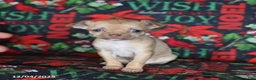Chihuahua dogs for sale: Peaches - Ad 4