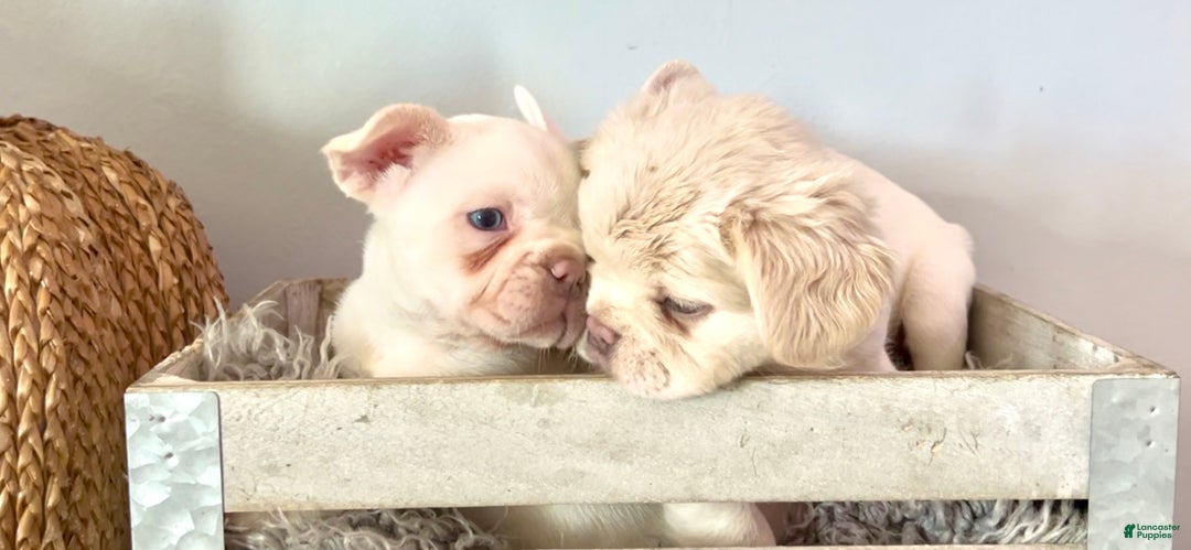 French Bulldog dogs for sale: Icy - Ad 14