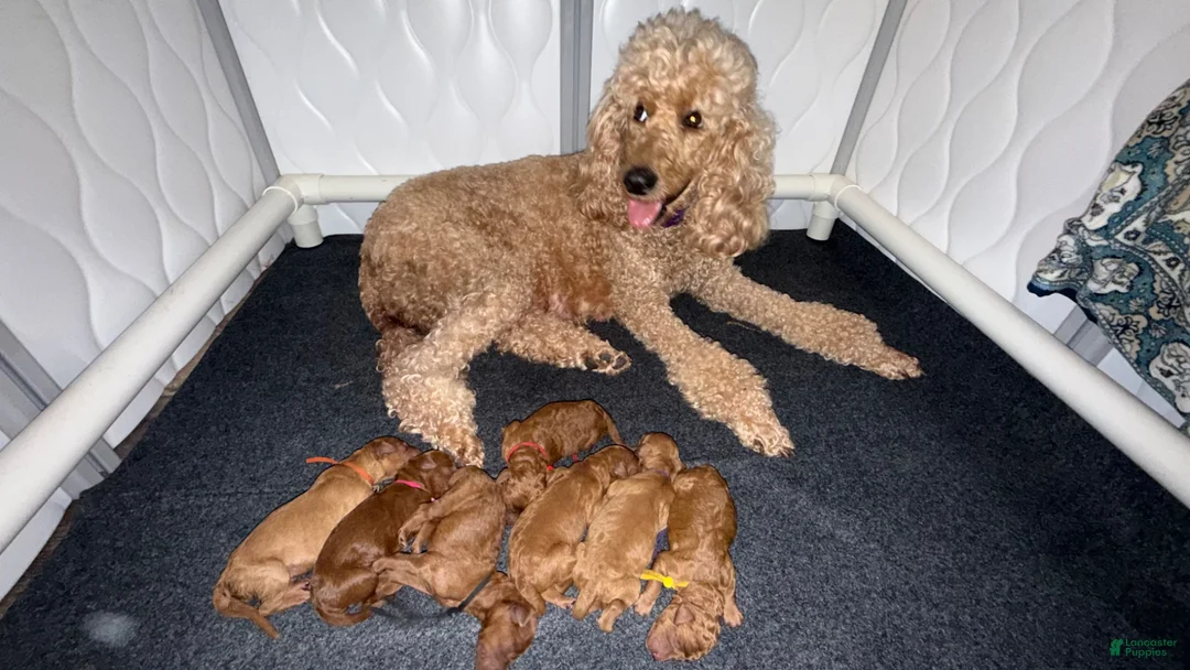 Standard Poodle dogs for sale: Red - Ad 2