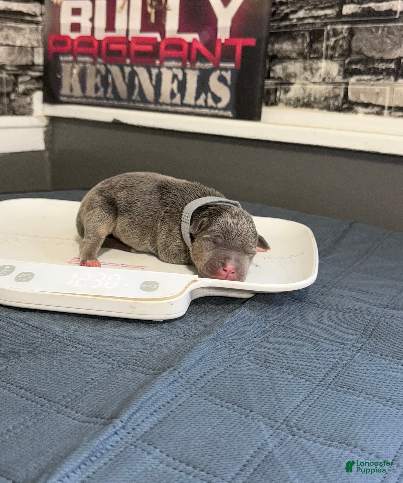 American Bully dogs Raiden - Ad 1