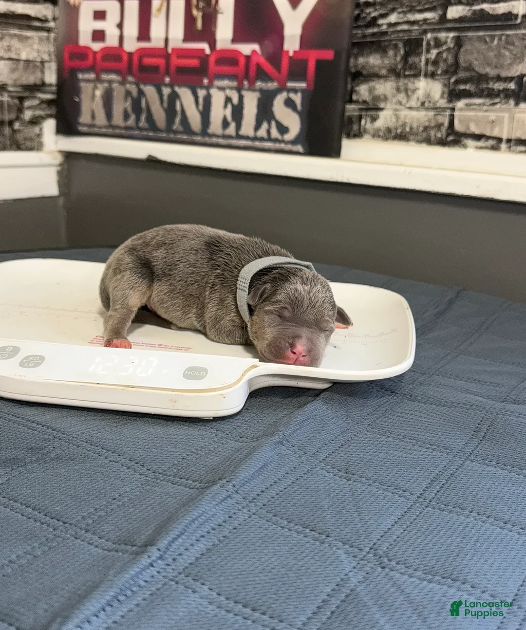 American Bully dogs for sale: Raiden - Ad 1