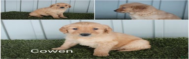 Golden Retriever Puppy Cowen
