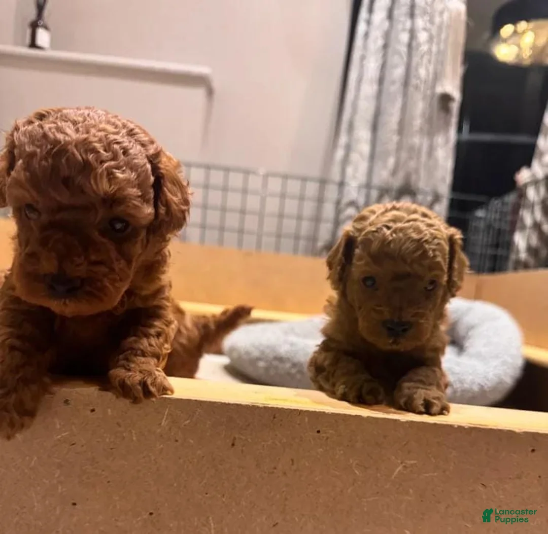 Maltipoo dogs for sale: Maya - Ad 24